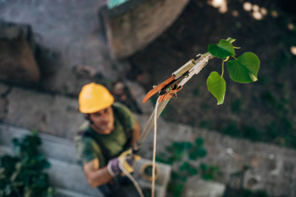 Best Arborist Consultation Services  in Oak Harbor, WA